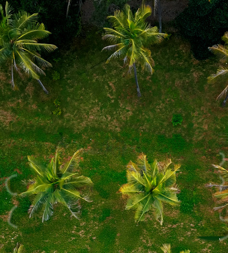 Palm Serenity Overview